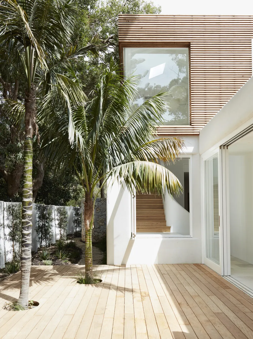 Timber deck and palm beside a rendered wall in a CM Studio home